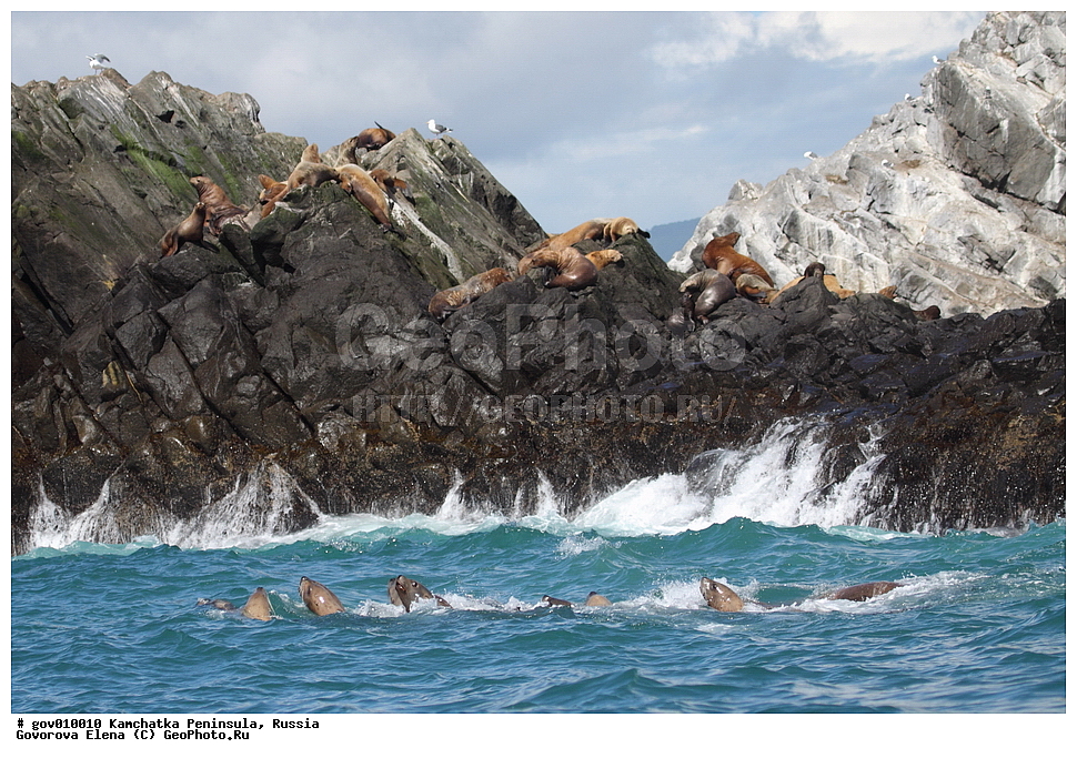 ���������� ��������, ���������� ����, ��������� ����������, ������, ��������, ��������, ������� �������������, ������� �������������, ������� �����, ������� �����, XYZ, ������� ������, Otariidae, �����, �������� ������� ���, Eumetopias jubatus