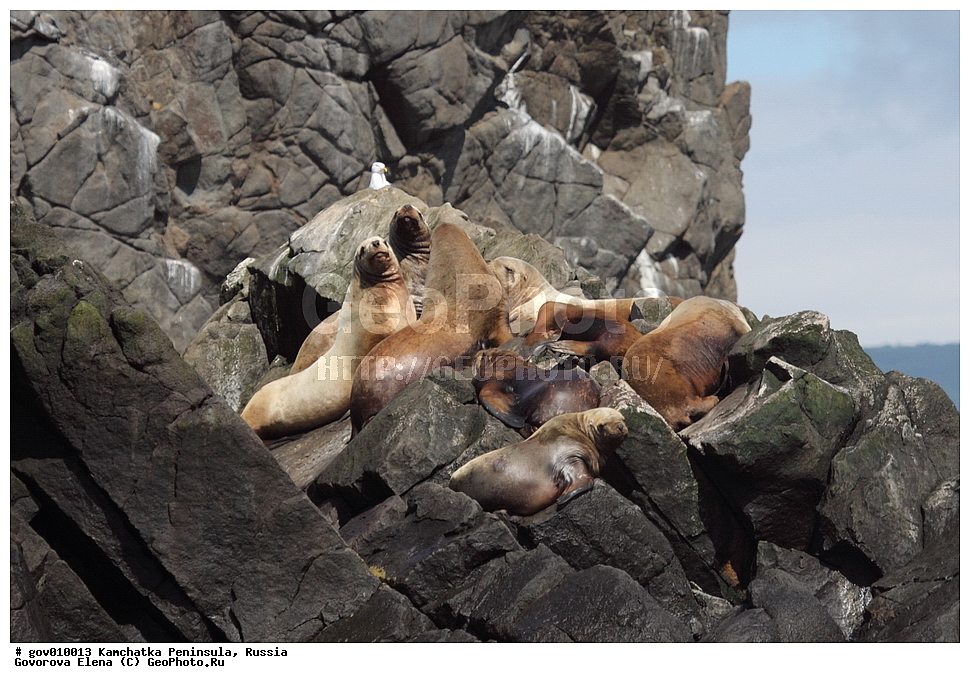 ���������� ��������, ���������� ����, ��������� ����������, ������, ��������, ��������, ������� �������������, ������� �������������, ������� �����, ������� �����, XYZ, ������� ������, Otariidae, �����, �������� ������� ���, Eumetopias jubatus