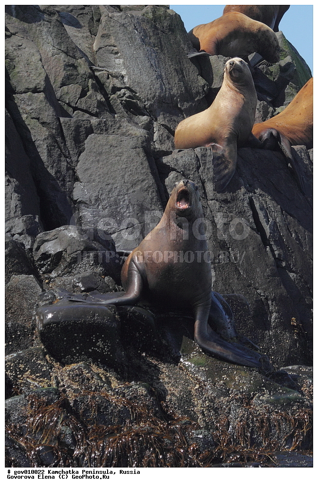 ���������� ��������, ���������� ����, ��������� ����������, ������, ��������, ��������, ������� �������������, ������� �������������, ������� �����, ������� �����, XYZ, ������� ������, Otariidae, �����, �������� ������� ���, Eumetopias jubatus