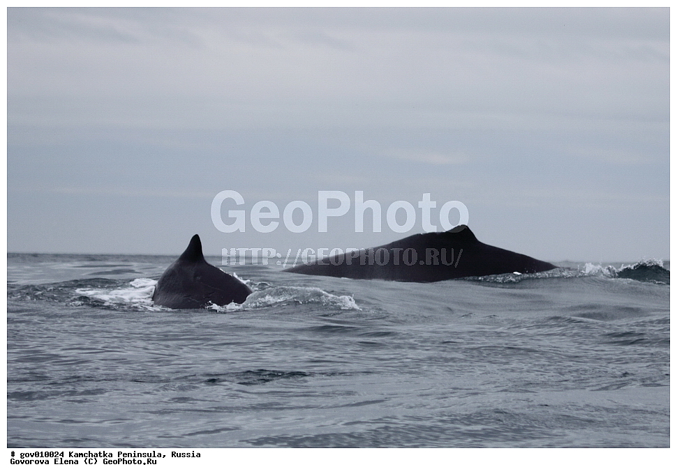 ���������� ��������, ���������� ����, ��������� ����������, ������, ��������, ��������, ������� �������������, ������� �������������, ������� �����, ������� �����, XYZ, ������������� ����, ����������, Balaenopteridae, ������, �������� ���, ����������� ���������, Megaptera novaeangliae