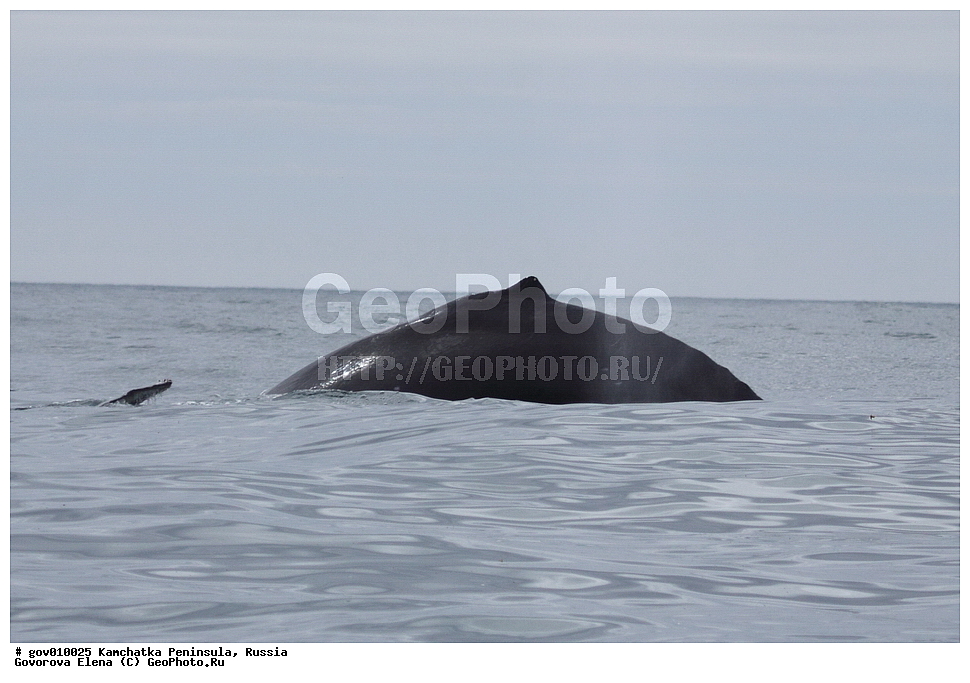 ���������� ��������, ���������� ����, ��������� ����������, ������, ��������, ��������, ������� �������������, ������� �������������, ������� �����, ������� �����, XYZ, ������������� ����, ����������, Balaenopteridae, ������, �������� ���, ����������� ���������, Megaptera novaeangliae