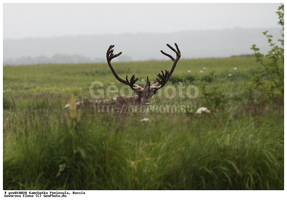 ���������� ��������, ���������� ����, ��������� ����������, ������, ��������, ��������, �������������, �������������, �����, �����, XYZ, ��������, ������, Cervidae, �������� �����, ������, Rangifer tarandus