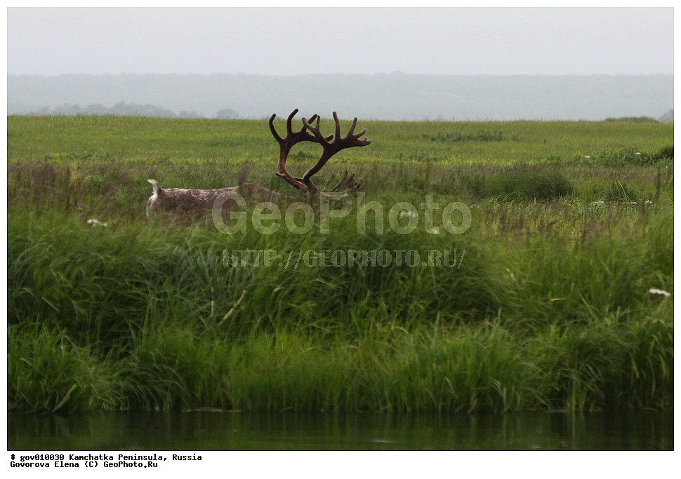 ���������� ��������, ���������� ����, ��������� ����������, ������, ��������, ��������, �������������, �������������, �����, �����, XYZ, ��������, ������, Cervidae, �������� �����, ������, Rangifer tarandus