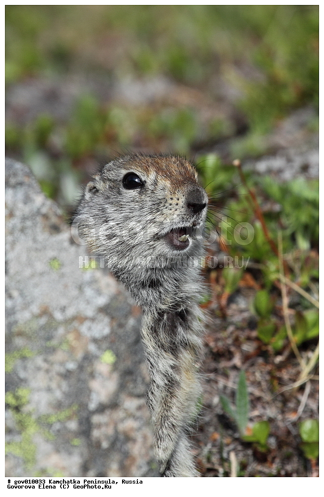 ���������� ��������, ���������� ����, ��������� ����������, ������, ��������, ��������, �����, �����, �������, XYZ, �������, Sciuridae, ������������ ������, ����������� ������, ������������ ������, ������������ ������������� ������, ������������ ������������� ������, �������, Spermophilus parryii, Spermophilus parryi, Citellus parryii, Arctomys parryi, Urocitellus parryii