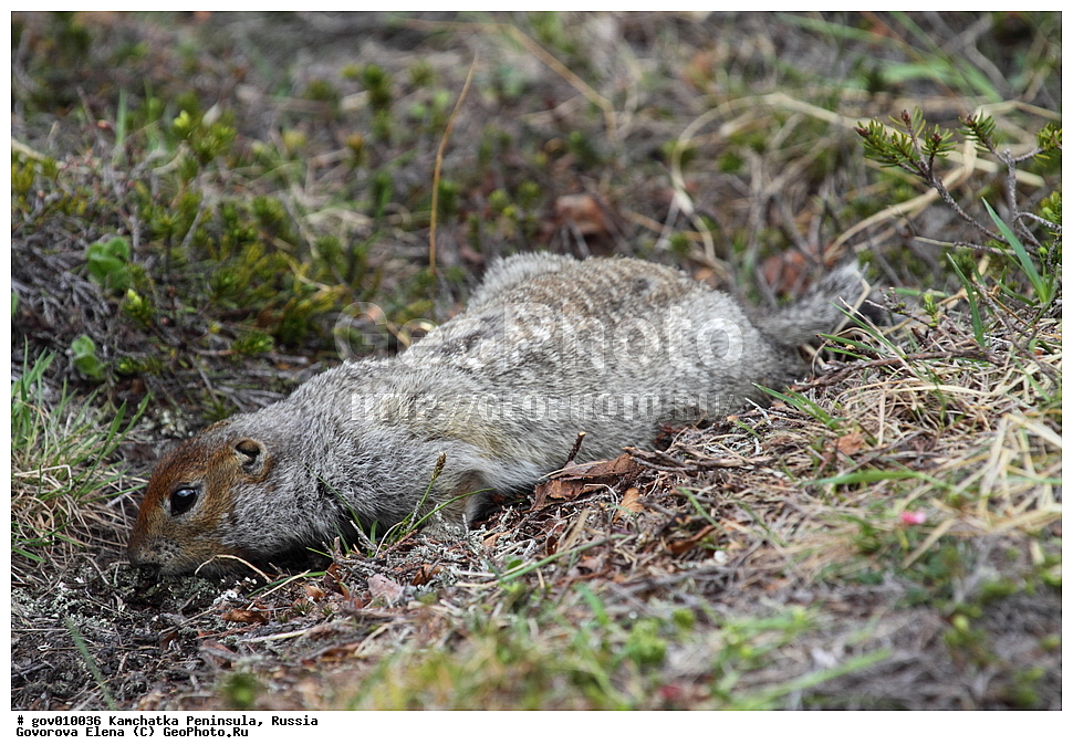 ���������� ��������, ���������� ����, ��������� ����������, ������, ��������, ��������, �����, �����, �������, XYZ, �������, Sciuridae, ������������ ������, ����������� ������, ������������ ������, ������������ ������������� ������, ������������ ������������� ������, �������, Spermophilus parryii, Spermophilus parryi, Citellus parryii, Arctomys parryi, Urocitellus parryii