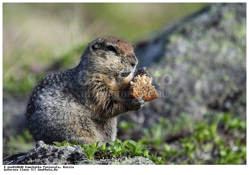 ���������� ��������, ���������� ����, ��������� ����������, ������, ��������, ��������, �����, �����, �������, XYZ, �������, Sciuridae, ������������ ������, ����������� ������, ������������ ������, ������������ ������������� ������, ������������ ������������� ������, �������, Spermophilus parryii, Spermophilus parryi, Citellus parryii, Arctomys parryi, Urocitellus parryii