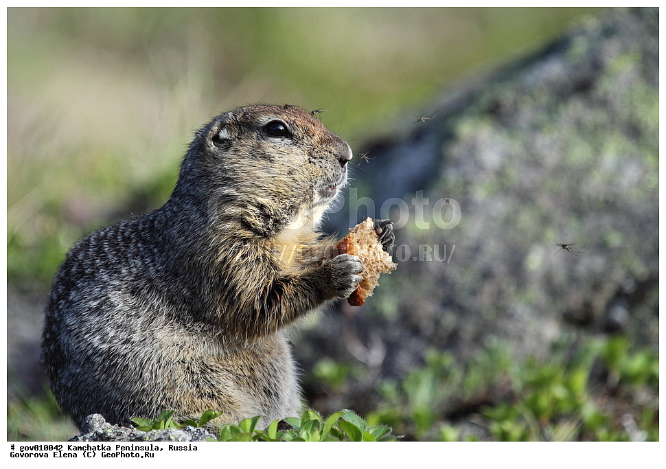 ���������� ��������, ���������� ����, ��������� ����������, ������, ��������, ��������, �����, �����, �������, XYZ, �������, Sciuridae, ������������ ������, ����������� ������, ������������ ������, ������������ ������������� ������, ������������ ������������� ������, �������, Spermophilus parryii, Spermophilus parryi, Citellus parryii, Arctomys parryi, Urocitellus parryii