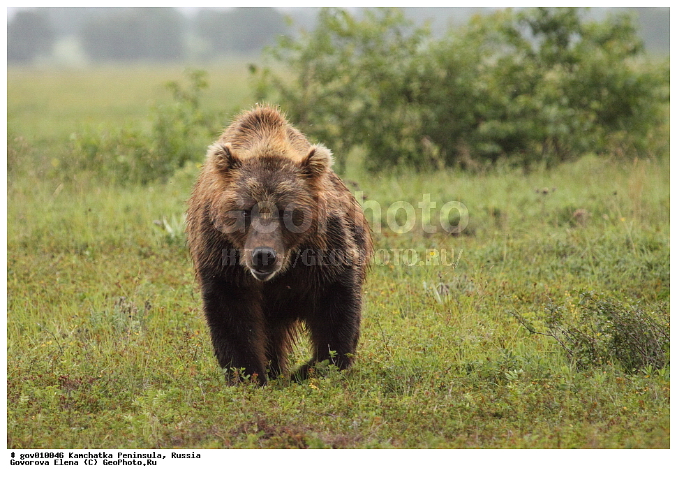 ���������� ��������, ���������� ����, ��������� ����������, ������, ��������, ��������, �������������, �������������, �����, �����, �������, ������, XYZ, ��������, Ursidae, ����� �������, ������������ �������, Ursus arctos