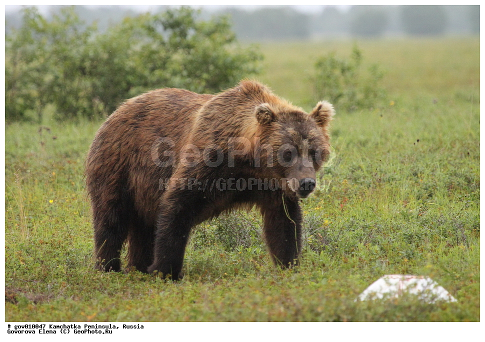 ���������� ��������, ���������� ����, ��������� ����������, ������, ��������, ��������, �������������, �������������, �����, �����, �������, ������, XYZ, ��������, Ursidae, ����� �������, ������������ �������, Ursus arctos