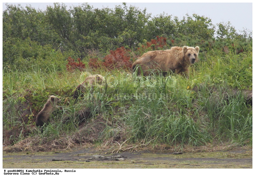 ���������� ��������, ���������� ����, ��������� ����������, ������, ��������, ��������, �������������, �������������, �����, �����, �������, ������, XYZ, ��������, Ursidae, ����� �������, ������������ �������, Ursus arctos