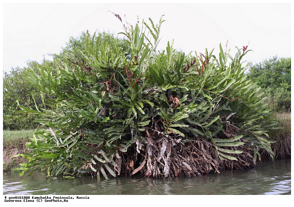 �������, ���-�����, ��������������� ���������������� ���������� ���-�����, ������, ��������, �����, ������ ��������, ���������� ��������, ������������ ��������, ������������ ��������, ������� ��������, ������� ��������, ����������� ��������, ����������� ��������, ��������� ��������, ���������, ����������� ��������, �����, ����������� ��������, �����, ����������� ��������, �����������, ������������ ��������, ������������ ��������, ������������, ������������, ����������� ��������, ������������ ��������, ����������� ��������, ������������ ��������, �����������, ������������, XYZ, ����������, Pteridaceae, ���������� ����������, Acrostichum aureum, Acrostichum guineense, Acrostichum inaequale, Chrysodium aureum, Chrysodium inaequale, Chrysodium vulgare, ����������