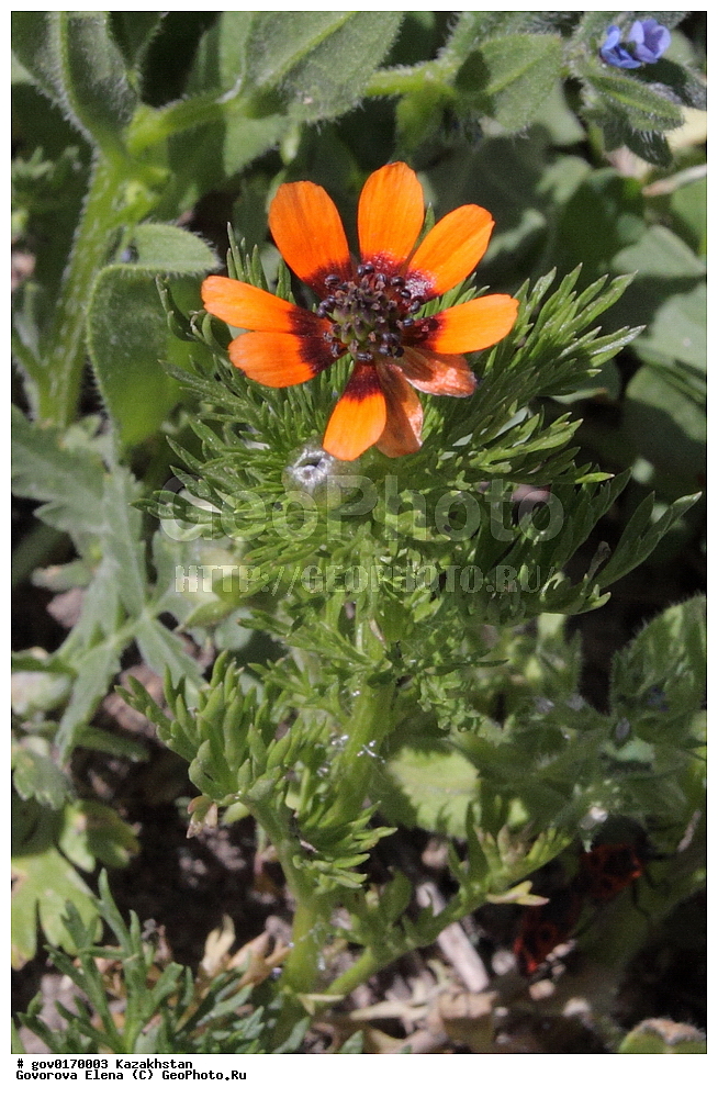 ����-������������� ����������, ����-������������ ��������������� ��������� ����������, ���������, ������� ����, ����������� ����, ��������, �����, ������ ��������, ���������� ��������, ������������ ��������, ������������ ��������, ����������� ��������, �����, ����������� ��������, �����, ����������� ��������, �����������, ������, �����, XYZ, ���������, Ranunculaceae, ������ ������, ��������� ������, �������� �������, �������� ������, ���������� ������, Adonis aestivalis, ������������ ��������, ������������ ��������, ������������, ������������