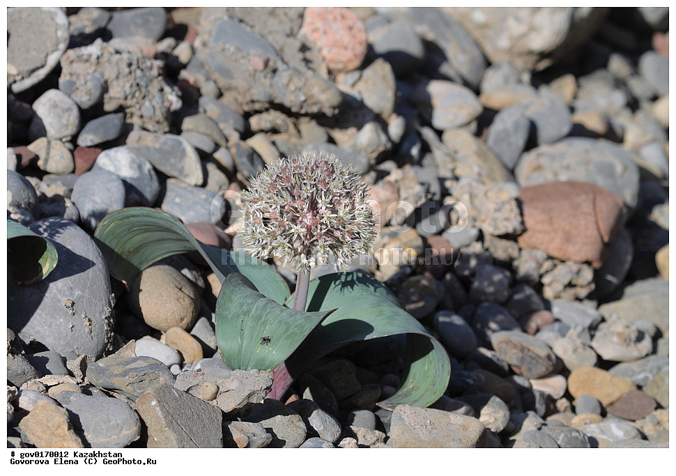 ����-������������� ����������, ����-������������ ��������������� ��������� ����������, ���������, ������� ����, ����������� ����, ��������, �����, ������ ��������, ���������� ��������, ������������ ��������, ������������ ��������, ����������� ��������, �����, ����������� ��������, �����, ����������� ��������, �����������, ������, �����, XYZ, �������, Alliaceae, ��� �����������, Allium karataviense, ������������ ��������, ������������ ��������, ������������, ������������, ���������� ��������, ���������� ��������, ��������