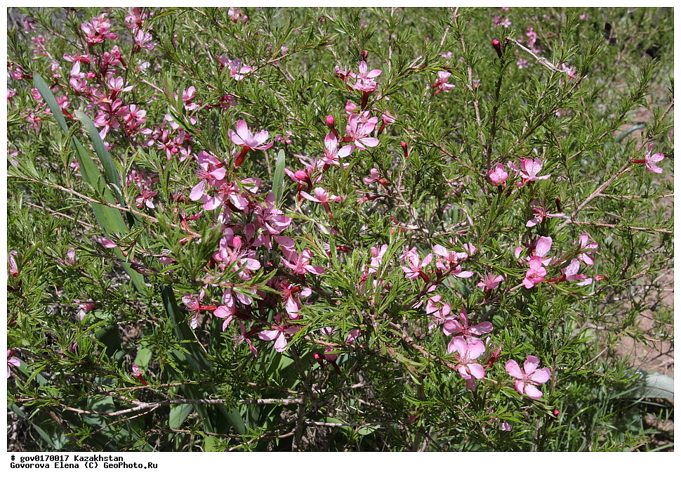 ����-������������� ����������, ����-������������ ��������������� ��������� ����������, ���������, ������� ����, ����������� ����, ��������, �����, ������ ��������, ���������� ��������, ������������ ��������, ������������ ��������, ���������, ����������, ������, ����������� ��������, �����������, ������, �����, XYZ, ������������, �������, �����������, Rosaceae, ������� �����������, Amygdalus petunnikowii, ������������ ��������, ������������ ��������, ������������, ������������