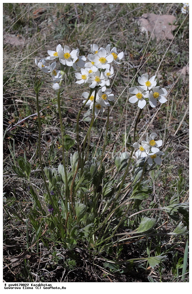 ����-������������� ����������, ����-������������ ��������������� ��������� ����������, ���������, ������� ����, ����������� ����, ��������, �����, ������ ��������, ���������� ��������, ������������ ��������, ������������ ��������, ����������� ��������, �����, ����������� ��������, �����, ����������� ��������, �����������, ������, �����, XYZ, ���������, Ranunculaceae, �������� ���������, ������������ ���������, ��������� ���������, ��������� ���������, Anemonastrum protractum, Anemone protracta, ������������ ��������, ������������ ��������, ������������, ������������