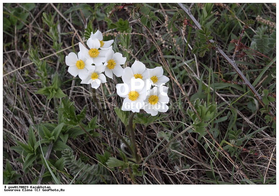 ����-������������� ����������, ����-������������ ��������������� ��������� ����������, ���������, ������� ����, ����������� ����, ��������, �����, ������ ��������, ���������� ��������, ������������ ��������, ������������ ��������, ����������� ��������, �����, ����������� ��������, �����, ����������� ��������, �����������, ������, �����, XYZ, ���������, Ranunculaceae, �������� ���������, ������������ ���������, ��������� ���������, ��������� ���������, Anemonastrum protractum, Anemone protracta, ������������ ��������, ������������ ��������, ������������, ������������