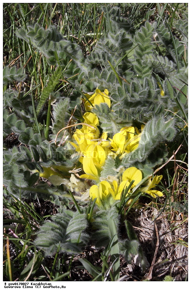 ����-������������� ����������, ����-������������ ��������������� ��������� ����������, ���������, ������� ����, ����������� ����, ��������, �����, ������ ��������, ���������� ��������, ������������ ��������, ������������ ��������, ����������� ��������, �����, ����������� ��������, �����, ����������� ��������, �����������, ������, �����, XYZ, �������, �����������, Fabaceae, Fabaceae, Leguminosae, Papilionaceae, �������� ������������, �������� ��������, Astragalus lithophilus, ������������ ��������, ������������ ��������, ������������, ������������