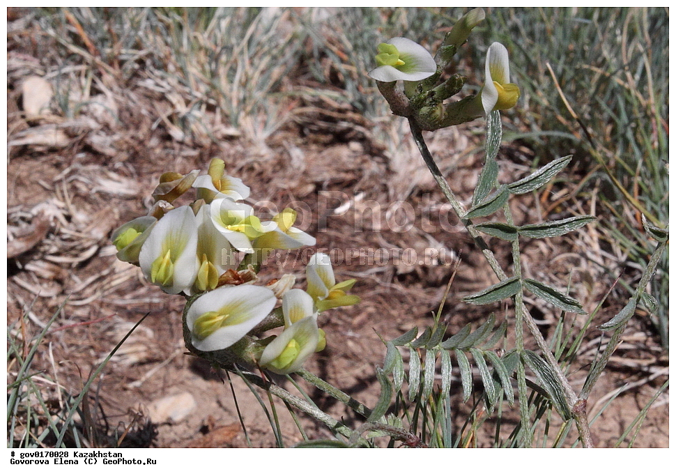 ����-������������� ����������, ����-������������ ��������������� ��������� ����������, ���������, ������� ����, ����������� ����, ��������, �����, ������ ��������, ���������� ��������, ������������ ��������, ������������ ��������, ����������� ��������, �����, ����������� ��������, �����, ����������� ��������, �����������, ������, �����, XYZ, �������, �����������, Fabaceae, Fabaceae, Leguminosae, Papilionaceae, �������� ��������������, Astragalus macrotropis, ������������ ��������, ������������ ��������, ������������, ������������