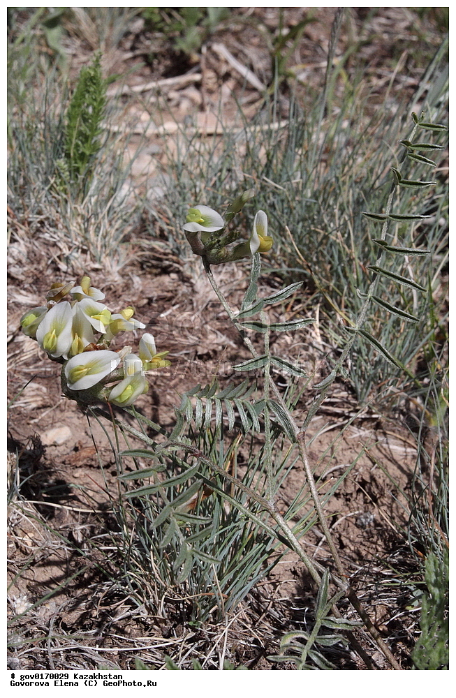 ����-������������� ����������, ����-������������ ��������������� ��������� ����������, ���������, ������� ����, ����������� ����, ��������, �����, ������ ��������, ���������� ��������, ������������ ��������, ������������ ��������, ����������� ��������, �����, ����������� ��������, �����, ����������� ��������, �����������, ������, �����, XYZ, �������, �����������, Fabaceae, Fabaceae, Leguminosae, Papilionaceae, �������� ��������������, Astragalus macrotropis, ������������ ��������, ������������ ��������, ������������, ������������