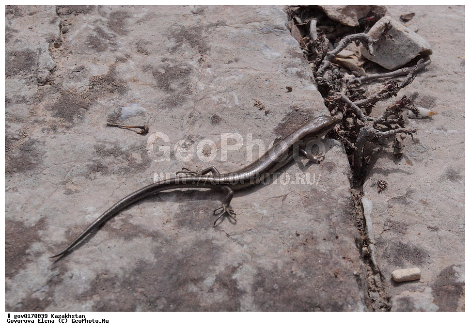 ����-������������� ����������, ����-������������ ��������������� ��������� ����������, ���������, ������� ����, ����������� ����, ��������, ��������, ��������������, ��������������, ��������, ��������, XYZ, ���������, ������, Scincidae, �������� ������ ��������, Asymblepharus alaicus, Ablepharus alaicus, Ablepharus saposhnikovi, Ablepharus bivittatus alaicus, Asymblepharus alaicus kucenkoi, Ablepharus kucenkoi, Asumblepharus [sic] alaicus kucenkoi