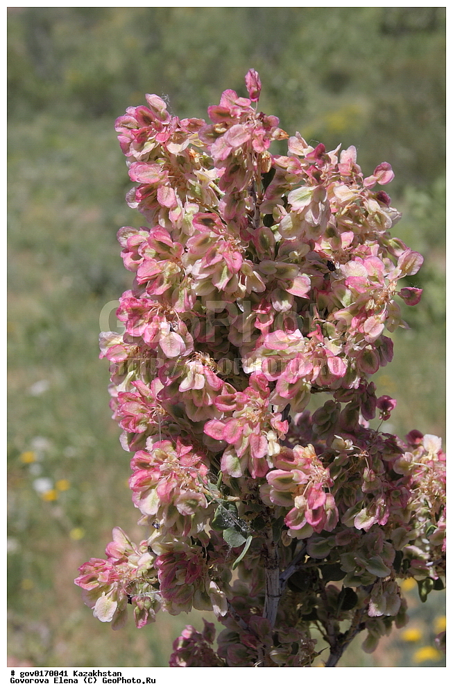 ����-������������� ����������, ����-������������ ��������������� ��������� ����������, ���������, ������� ����, ����������� ����, ��������, �����, ������ ��������, ���������� ��������, ������������ ��������, ������������ ��������, ����������� ��������, �����, ����������� ��������, �����, ����������� ��������, �����������, ������, �����, XYZ, ���������, ����������, Polygonaceae, �������� ������������, Atraphaxis pyrifolia, ������������ ��������, ������������ ��������, ������������, ������������