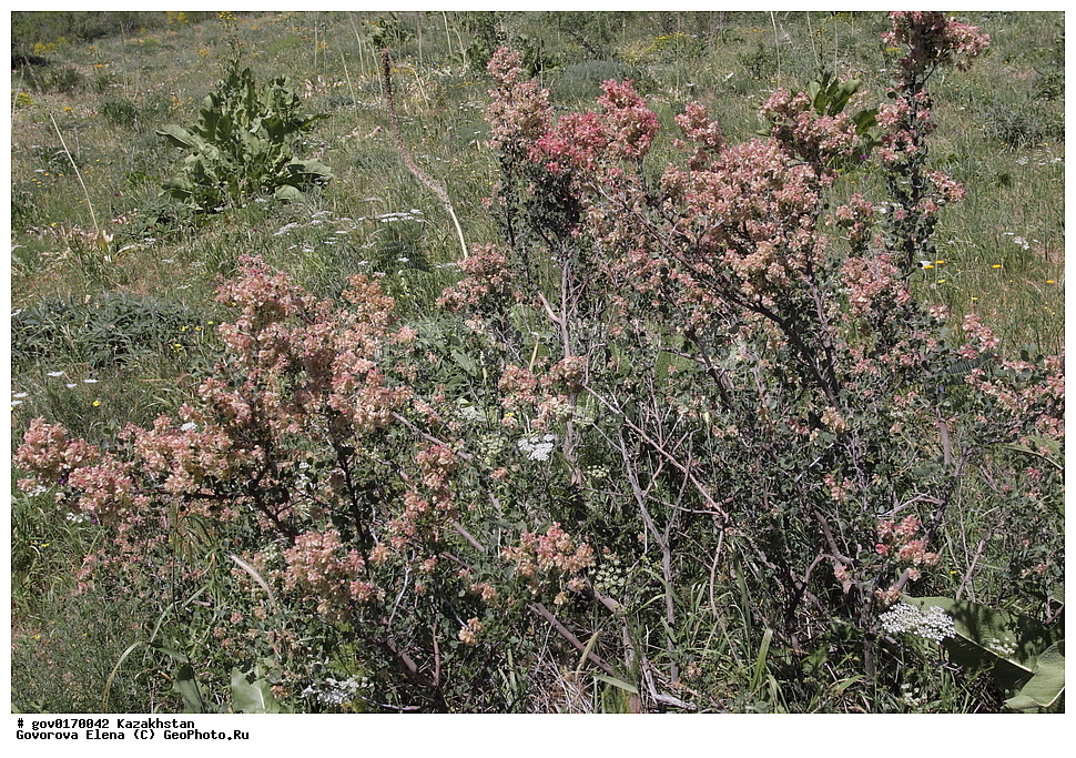 ����-������������� ����������, ����-������������ ��������������� ��������� ����������, ���������, ������� ����, ����������� ����, ��������, �����, ������ ��������, ���������� ��������, ������������ ��������, ������������ ��������, ����������� ��������, �����, ����������� ��������, �����, ����������� ��������, �����������, ������, �����, XYZ, ���������, ����������, Polygonaceae, �������� ������������, Atraphaxis pyrifolia, ������������ ��������, ������������ ��������, ������������, ������������