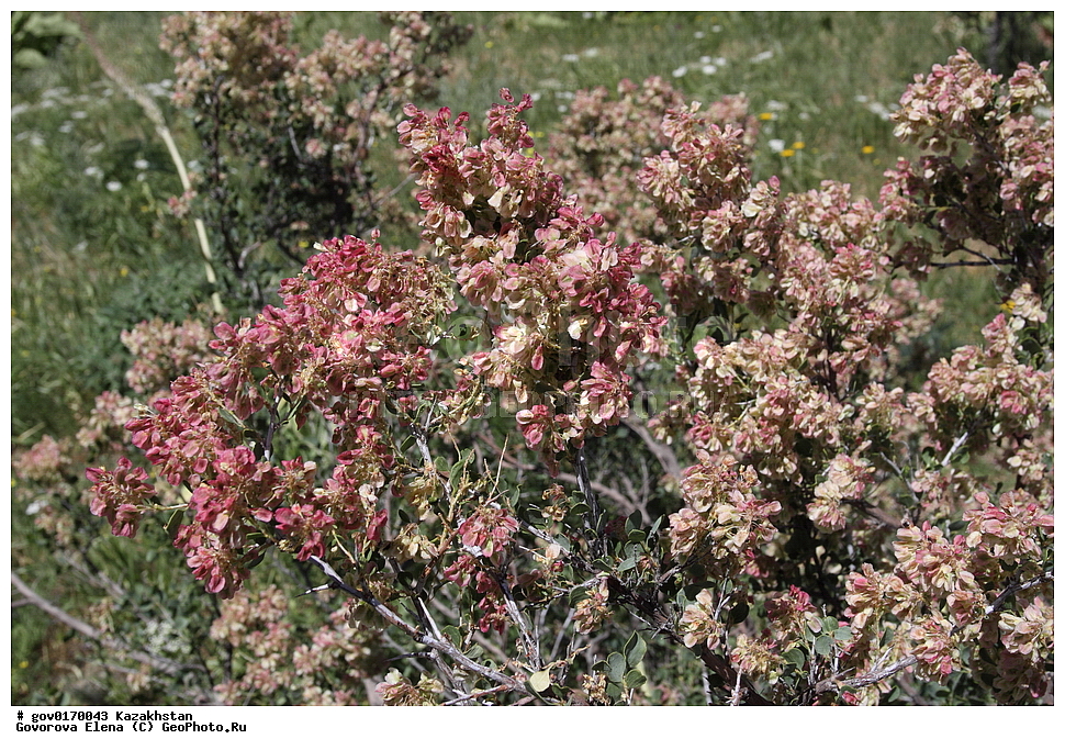 ����-������������� ����������, ����-������������ ��������������� ��������� ����������, ���������, ������� ����, ����������� ����, ��������, �����, ������ ��������, ���������� ��������, ������������ ��������, ������������ ��������, ����������� ��������, �����, ����������� ��������, �����, ����������� ��������, �����������, ������, �����, XYZ, ���������, ����������, Polygonaceae, �������� ������������, Atraphaxis pyrifolia, ������������ ��������, ������������ ��������, ������������, ������������