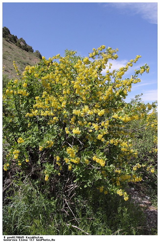  ����-������������� ����������, ����-������������ ��������������� ��������� ����������, ���������, ������� ����, ����������� ����, ��������, �����, ������ ��������, ���������� ��������, ������������ ��������, ������������ ��������, ���������, ����������, ����������� ��������, �����������, ������, �����, XYZ, ������������, Berberidaceae, �������� �������������, �������� �������������, Berberis integerrima, Berberis oblonga, ������������ ��������, ������������ ��������, ������������, ������������