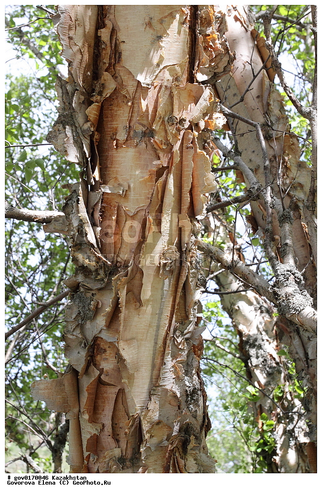 ����-������������� ����������, ����-������������ ��������������� ��������� ����������, ���������, ������� ����, ����������� ����, ��������, �����, ������ ��������, ���������� ��������, ������������ ��������, ������������ ��������, ������, ����������� ��������, �����������, XYZ, ��������, Betulaceae, ����� ����������, ������ ����������, Betula kirghisorum