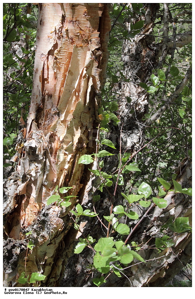 ����-������������� ����������, ����-������������ ��������������� ��������� ����������, ���������, ������� ����, ����������� ����, ��������, �����, ������ ��������, ���������� ��������, ������������ ��������, ������������ ��������, ������, ����������� ��������, �����������, XYZ, ��������, Betulaceae, ����� ����������, ������ ����������, Betula kirghisorum