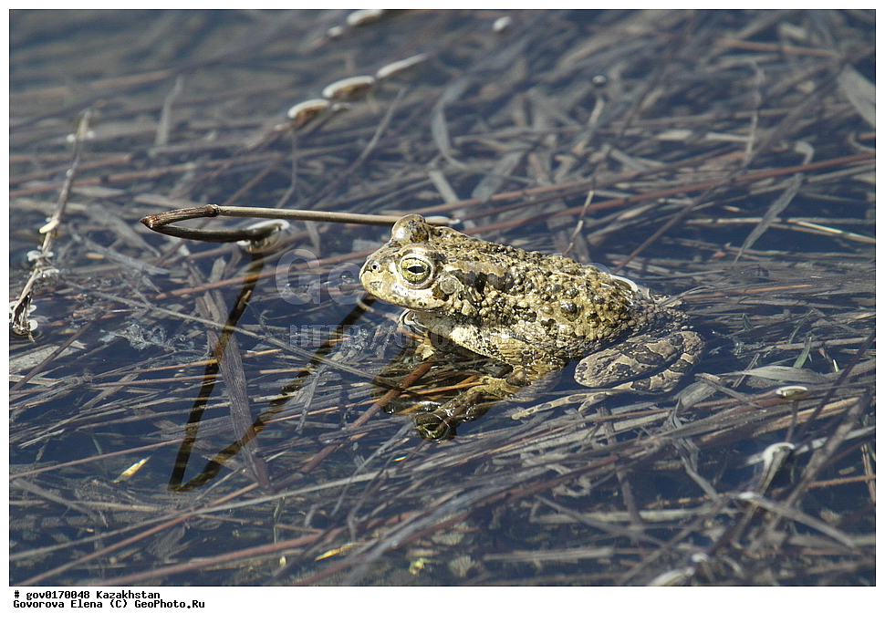 ����-������������� ����������, ����-������������ ��������������� ��������� ����������, ���������, ������� ����, ����������� ����, ��������, ��������, �����������, �����������, �������, �������, �������, �������, XYZ, ����, ��������� ����, Bufonidae, ��������������� ����, Bufo oblongus, Pseudepidalea oblonga, Bufo danatensis, ����������� ����