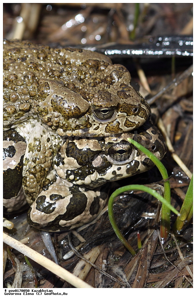 ����-������������� ����������, ����-������������ ��������������� ��������� ����������, ���������, ������� ����, ����������� ����, ��������, ��������, �����������, �����������, �������, �������, �������, �������, XYZ, ����, ��������� ����, Bufonidae, ��������������� ����, Bufo oblongus, Pseudepidalea oblonga, Bufo danatensis, ����������� ����