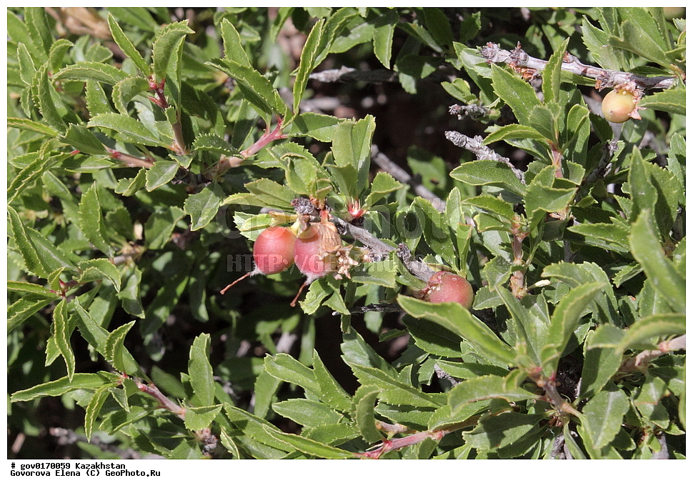 ����-������������� ����������, ����-������������ ��������������� ��������� ����������, ���������, ������� ����, ����������� ����, ��������, �����, ������ ��������, ���������� ��������, ������������ ��������, ������������ ��������, ���������, ����������, ������, ����������� ��������, �����������, �����, �����, �����, ������, ����, �����, XYZ, ������������, �������, �����������, Rosaceae, ����� ��������������, Cerasus amygdaliflora, Cerasus verrucosa f. amygdaliflora, Microcerasus prostrata f. amygdaliflora, ������������ ��������, ������������ ��������, ������������, ������������