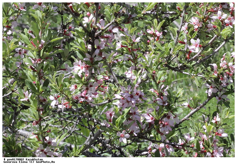 ����-������������� ����������, ����-������������ ��������������� ��������� ����������, ���������, ������� ����, ����������� ����, ��������, �����, ������ ��������, ���������� ��������, ������������ ��������, ������������ ��������, ���������, ����������, ������, ����������� ��������, �����������, ������, �����, XYZ, ������������, �������, �����������, Rosaceae, ����� ��������������, Cerasus amygdaliflora, Cerasus verrucosa f. amygdaliflora, Microcerasus prostrata f. amygdaliflora, ������������ ��������, ������������ ��������, ������������, ������������