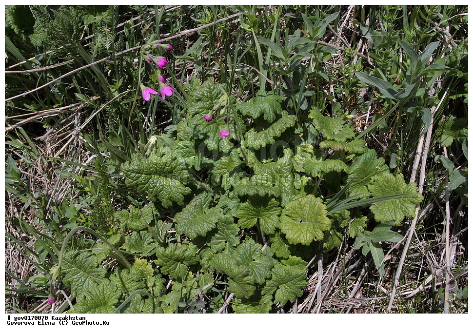 ����-������������� ����������, ����-������������ ��������������� ��������� ����������, ���������, ������� ����, ����������� ����, ��������, �����, ������ ��������, ���������� ��������, ������������ ��������, ������������ ��������, ����������� ��������, �����, ����������� ��������, �����, ����������� ��������, �����������, ������, �����, XYZ, ������������, ����������, Primulaceae, ������� �������������,  Cortusa turkestanica, Cortusa matthioli ssp. turkestanica, ������������ ��������, ������������ ��������, ������������, ������������