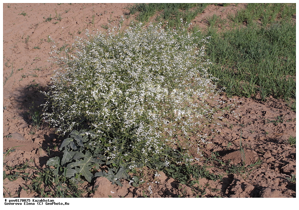 ����-������������� ����������, ����-������������ ��������������� ��������� ����������, ���������, ������� ����, ����������� ����, ��������, �����, ������ ��������, ���������� ��������, ������������ ��������, ������������ ��������, ����������� ��������, �����, ����������� ��������, �����, ����������� ��������, �����������, ������, �����, XYZ, ���������, ����������, �������������, Brassicaceae, Cruciferae, ������ ���������, ������ ��������, Crambe orientalis, Crambe amabilis, ������������ ��������, ������������ ��������, ������������, ������������