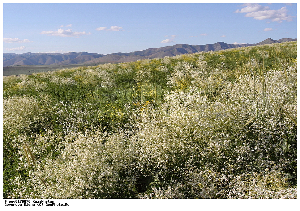 ����-������������� ����������, ����-������������ ��������������� ��������� ����������, ���������, ������� ����, ����������� ����, ��������, �����, ������ ��������, ���������� ��������, ������������ ��������, ������������ ��������, ����������� ��������, �����, ����������� ��������, �����, ����������� ��������, �����������, ������, �����, XYZ, ���������, ����������, �������������, Brassicaceae, Cruciferae, ������ ���������, ������ ��������, Crambe orientalis, Crambe amabilis, ������������ ��������, ������������ ��������, ������������, ������������