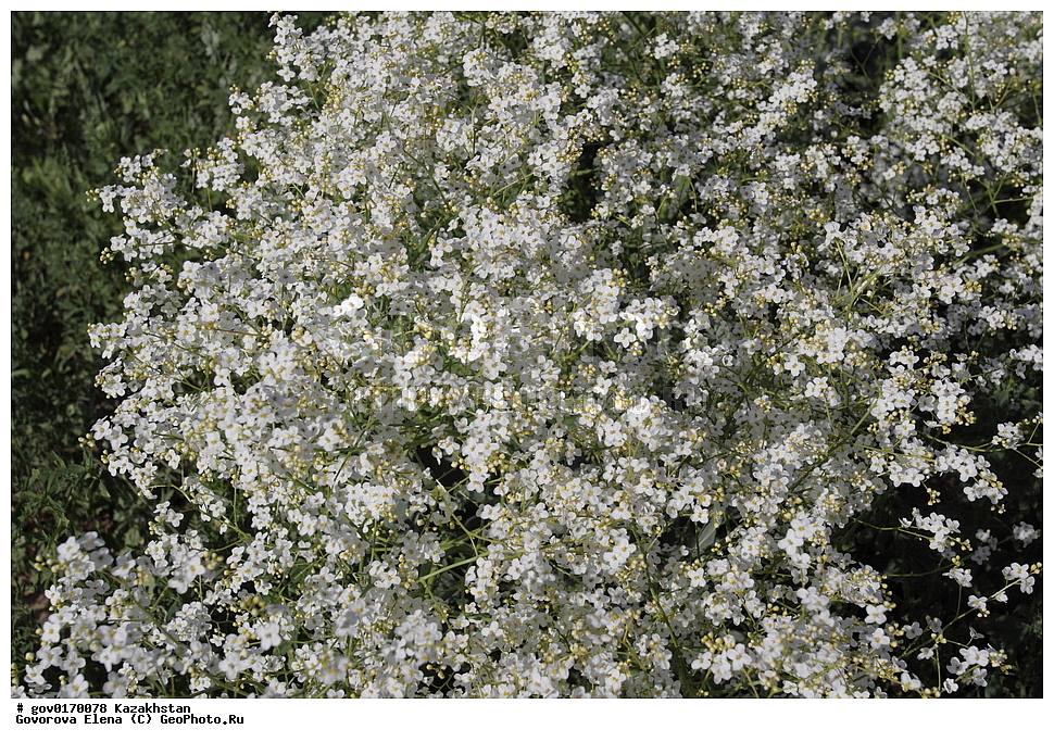 ����-������������� ����������, ����-������������ ��������������� ��������� ����������, ���������, ������� ����, ����������� ����, ��������, �����, ������ ��������, ���������� ��������, ������������ ��������, ������������ ��������, ����������� ��������, �����, ����������� ��������, �����, ����������� ��������, �����������, ������, �����, XYZ, ���������, ����������, �������������, Brassicaceae, Cruciferae, ������ ���������, ������ ��������, Crambe orientalis, Crambe amabilis, ������������ ��������, ������������ ��������, ������������, ������������