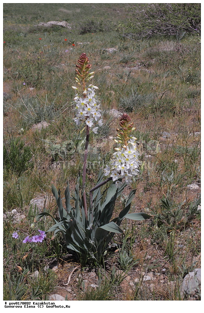 ����-������������� ����������, ����-������������ ��������������� ��������� ����������, ���������, ������� ����, ����������� ����, ��������, �����, ������ ��������, ���������� ��������, ������������ ��������, ������������ ��������, ����������� ��������, �����, ����������� ��������, �����, ����������� ��������, �����������, ������, �����, XYZ, ������������, �������������, Asphodelaceae, Xanthorrhoeaceae, 
����-������������� ����������, ����-������������ ��������������� ��������� ����������, ���������, ������� ����, ����������� ����, ��������, �����, ������ ��������, ���������� ��������, ������������ ��������, ������������ ��������, ����������� ��������, �����, ����������� ��������, �����, ����������� ��������, �����������, ������, �����, XYZ, ������������, �������������, Asphodelaceae, Xanthorrhoeaceae, �������� ���������������, �������� �������������, ��������, ����� ����������������, Eremurus lactiflorus, Henningia lactiflora, ������������ ��������, ������������ ��������, ������������, ����������������-������������� ����������, ����-������������ ��������������� ��������� ����������, ���������, ������� ����, ����������� ����, ��������, �����, ������ ��������, ���������� ��������, ������������ ��������, ������������ ��������, ����������� ��������, �����, ����������� ��������, �����, ����������� ��������, �����������, ������, �����, XYZ, ������������, �������������, Asphodelaceae, Xanthorrhoeaceae, �������� ���������������, �������� �������������, ��������, ����� ����������������, Eremurus lactiflorus, Henningia lactiflora, ������������ ��������, ������������ ��������, ������������, ������������