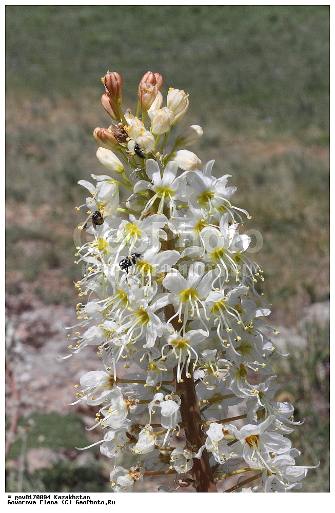 ����-������������� ����������, ����-������������ ��������������� ��������� ����������, ���������, ������� ����, ����������� ����, ��������, �����, ������ ��������, ���������� ��������, ������������ ��������, ������������ ��������, ����������� ��������, �����, ����������� ��������, �����, ����������� ��������, �����������, ������, �����, XYZ, ������������, �������������, Asphodelaceae, Xanthorrhoeaceae, 
����-������������� ����������, ����-������������ ��������������� ��������� ����������, ���������, ������� ����, ����������� ����, ��������, �����, ������ ��������, ���������� ��������, ������������ ��������, ������������ ��������, ����������� ��������, �����, ����������� ��������, �����, ����������� ��������, �����������, ������, �����, XYZ, ������������, �������������, Asphodelaceae, Xanthorrhoeaceae, �������� ���������������, �������� �������������, ��������, ����� ����������������, Eremurus lactiflorus, Henningia lactiflora, ������������ ��������, ������������ ��������, ������������, ����������������-������������� ����������, ����-������������ ��������������� ��������� ����������, ���������, ������� ����, ����������� ����, ��������, �����, ������ ��������, ���������� ��������, ������������ ��������, ������������ ��������, ����������� ��������, �����, ����������� ��������, �����, ����������� ��������, �����������, ������, �����, XYZ, ������������, �������������, Asphodelaceae, Xanthorrhoeaceae, �������� ���������������, �������� �������������, ��������, ����� ����������������, Eremurus lactiflorus, Henningia lactiflora, ������������ ��������, ������������ ��������, ������������, ������������