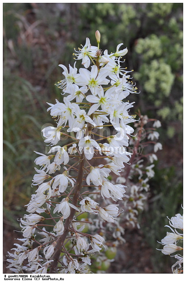 ����-������������� ����������, ����-������������ ��������������� ��������� ����������, ���������, ������� ����, ����������� ����, ��������, �����, ������ ��������, ���������� ��������, ������������ ��������, ������������ ��������, ����������� ��������, �����, ����������� ��������, �����, ����������� ��������, �����������, ������, �����, XYZ, ������������, �������������, Asphodelaceae, Xanthorrhoeaceae, 
����-������������� ����������, ����-������������ ��������������� ��������� ����������, ���������, ������� ����, ����������� ����, ��������, �����, ������ ��������, ���������� ��������, ������������ ��������, ������������ ��������, ����������� ��������, �����, ����������� ��������, �����, ����������� ��������, �����������, ������, �����, XYZ, ������������, �������������, Asphodelaceae, Xanthorrhoeaceae, �������� ���������������, �������� �������������, ��������, ����� ����������������, Eremurus lactiflorus, Henningia lactiflora, ������������ ��������, ������������ ��������, ������������, ����������������-������������� ����������, ����-������������ ��������������� ��������� ����������, ���������, ������� ����, ����������� ����, ��������, �����, ������ ��������, ���������� ��������, ������������ ��������, ������������ ��������, ����������� ��������, �����, ����������� ��������, �����, ����������� ��������, �����������, ������, �����, XYZ, ������������, �������������, Asphodelaceae, Xanthorrhoeaceae, �������� ���������������, �������� �������������, ��������, ����� ����������������, Eremurus lactiflorus, Henningia lactiflora, ������������ ��������, ������������ ��������, ������������, ������������