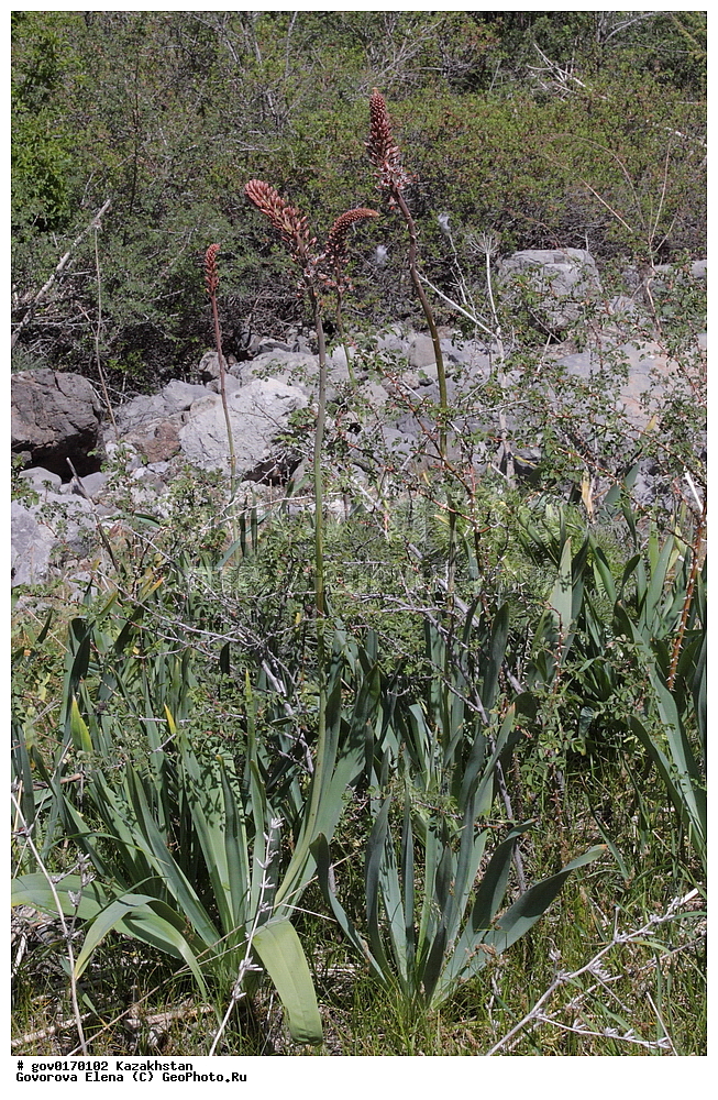 ����-������������� ����������, ����-������������ ��������������� ��������� ����������, ���������, ������� ����, ����������� ����, ��������, �����, ������ ��������, ���������� ��������, ������������ ��������, ������������ ��������, ����������� ��������, �����, ����������� ��������, �����, ����������� ��������, �����������, ������, �����, XYZ, ������������, �������������, Asphodelaceae, Xanthorrhoeaceae, �������� ������, ����� ������, ����� ������, Eremurus regelii, Eremurus spectabilis ssp. regelii, ������������ ��������, ������������ ��������, ������������, ����������������-������������� ����������, ����-������������ ��������������� ��������� ����������, ���������, ������� ����, ����������� ����, ��������, �����, ������ ��������, ���������� ��������, ������������ ��������, ������������ ��������, ����������� ��������, �����, ����������� ��������, �����, ����������� ��������, �����������, ������, �����, XYZ, ������������, �������������, Asphodelaceae, Xanthorrhoeaceae, �������� ���������������, �������� �������������, ��������, ����� ����������������, Eremurus lactiflorus, Henningia lactiflora, ������������ ��������, ������������ ��������, ������������, ����������������-������������� ����������, ����-������������ ��������������� ��������� ����������, ���������, ������� ����, ����������� ����, ��������, �����, ������ ��������, ���������� ��������, ������������ ��������, ������������ ��������, ����������� ��������, �����, ����������� ��������, �����, ����������� ��������, �����������, ������, �����, XYZ, ������������, �������������, Asphodelaceae, Xanthorrhoeaceae, �������� ���������������, �������� �������������, ��������, ����� ����������������, Eremurus lactiflorus, Henningia lactiflora, ������������ ��������, ������������ ��������, ������������, ������������