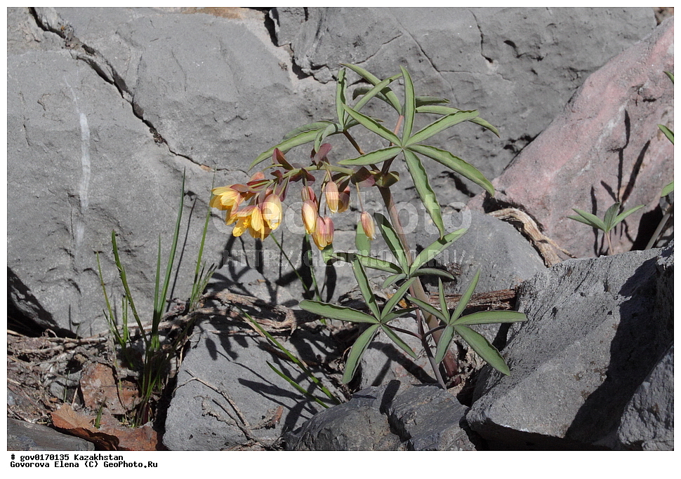 ����-������������� ����������, ����-������������ ��������������� ��������� ����������, ���������, ������� ����, ����������� ����, ��������, �����, ������ ��������, ���������� ��������, ������������ ��������, ������������ ��������, ����������� ��������, �����, ����������� ��������, �����, ����������� ��������, �����������, ������, �����, XYZ, ������������, Berberidaceae, ������������ ��������, ������������� ��������, �������� ��������, Gymnospermium alberti, Leontice alberti, ������������ ��������, ������������ ��������, ������������, ������������