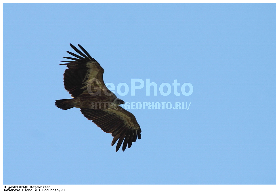 ����-������������� ����������, ����-������������ ��������������� ��������� ����������, ���������, ������� ����, ����������� ����, ��������, ��������, �����, �����, ��������, �����������, ������ �����, ������ �����, XYZ, ����������, Accipitridae, ����������� ���, Gyps fulvus