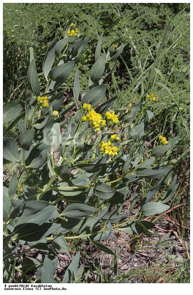 ����-������������� ����������, ����-������������ ��������������� ��������� ����������, ���������, ������� ����, ����������� ����, ��������, �����, ������ ��������, ���������� ��������, ������������ ��������, ������������ ��������, ����������� ��������, �����, ����������� ��������, �����, ����������� ��������, �����������, ������, �����, XYZ, �������, Rutaceae, ������������� ������������, Haplophyllum latifolium, ������������ ��������, ������������ ��������, ������������, ������������