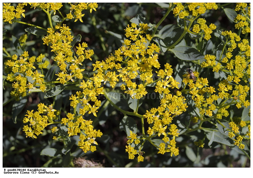 ����-������������� ����������, ����-������������ ��������������� ��������� ����������, ���������, ������� ����, ����������� ����, ��������, �����, ������ ��������, ���������� ��������, ������������ ��������, ������������ ��������, ����������� ��������, �����, ����������� ��������, �����, ����������� ��������, �����������, ������, �����, XYZ, �������, Rutaceae, ������������� ���������, ������������� ���������, ������������� ����������, ������������� �������, Haplophyllum perforatum, Haplophyllum perforatum, Haplophyllum sieversii, ������������ ��������, ������������ ��������, ������������, ������������