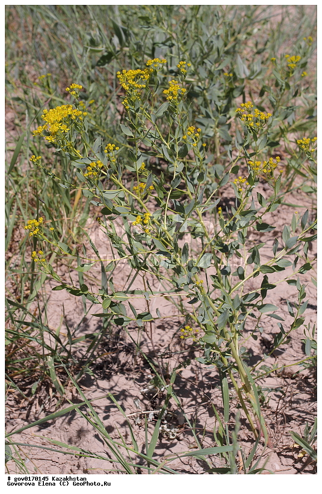 ����-������������� ����������, ����-������������ ��������������� ��������� ����������, ���������, ������� ����, ����������� ����, ��������, �����, ������ ��������, ���������� ��������, ������������ ��������, ������������ ��������, ����������� ��������, �����, ����������� ��������, �����, ����������� ��������, �����������, ������, �����, XYZ, �������, Rutaceae, ������������� ���������, ������������� ���������, ������������� ����������, ������������� �������, Haplophyllum perforatum, Haplophyllum perforatum, Haplophyllum sieversii, ������������ ��������, ������������ ��������, ������������, ������������