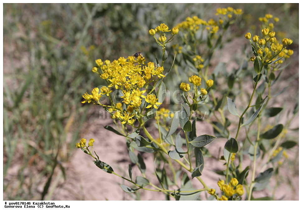 ����-������������� ����������, ����-������������ ��������������� ��������� ����������, ���������, ������� ����, ����������� ����, ��������, �����, ������ ��������, ���������� ��������, ������������ ��������, ������������ ��������, ����������� ��������, �����, ����������� ��������, �����, ����������� ��������, �����������, ������, �����, XYZ, �������, Rutaceae, ������������� ���������, ������������� ���������, ������������� ����������, ������������� �������, Haplophyllum perforatum, Haplophyllum perforatum, Haplophyllum sieversii, ������������ ��������, ������������ ��������, ������������, ������������