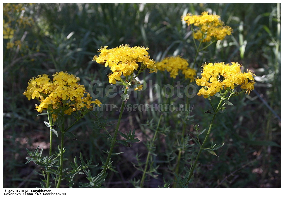 ����-������������� ����������, ����-������������ ��������������� ��������� ����������, ���������, ������� ����, ����������� ����, ��������, �����, ������ ��������, ���������� ��������, ������������ ��������, ������������ ��������, ����������� ��������, �����, ����������� ��������, �����, ����������� ��������, �����������, ������, �����, XYZ, �����������, Hypericaceae, �������� ����������, �������� ����������������, �������� �������������, Hypericum hirsutum, ������������ ��������, ������������ ��������, ������������, ������������