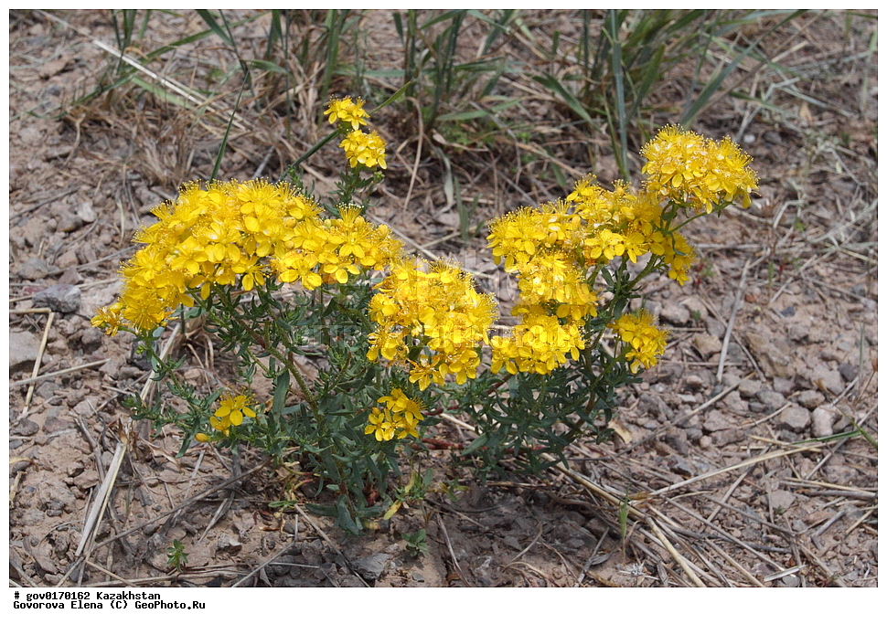 ����-������������� ����������, ����-������������ ��������������� ��������� ����������, ���������, ������� ����, ����������� ����, ��������, �����, ������ ��������, ���������� ��������, ������������ ��������, ������������ ��������, ����������� ��������, �����, ����������� ��������, �����, ����������� ��������, �����������, ������, �����, XYZ, �����������, Hypericaceae, �������� �����������, Hypericum scabrum, ������������ ��������, ������������ ��������, ������������, ������������